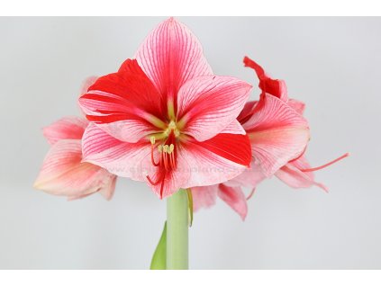 Gervase 02