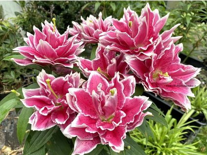 Roselily Samantha 020 copy