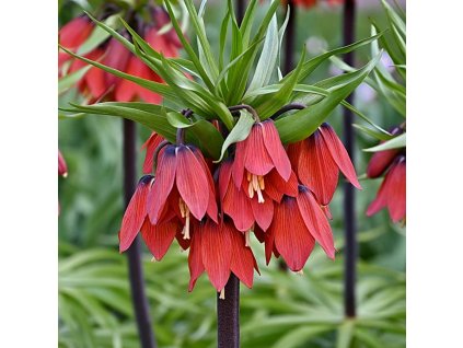 Red Beauty 1
