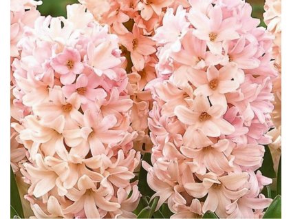 Apricot Passion