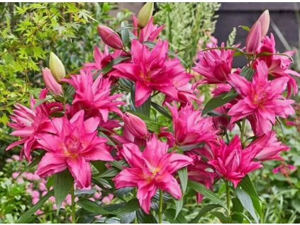 Roselily Gabriella 1