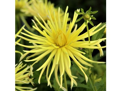 Gryson's Yellow Spider 1