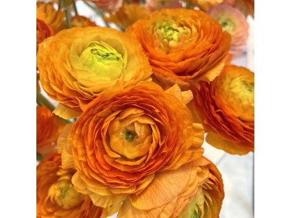 Elegance Clementine 2