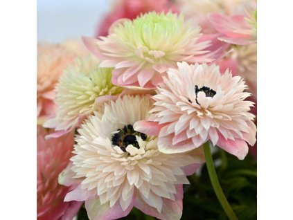 sasanka coronaria Levante Rosa Chiaro 1