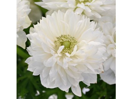 sasanka coronaria Levante Bianco 1