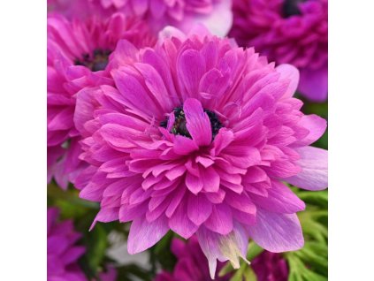 sasanka coronaria Levante Fuchsia 1