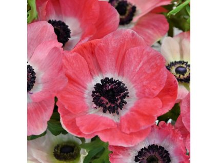 sasanka coronaria Mistral Plus Rosa Shocking 1