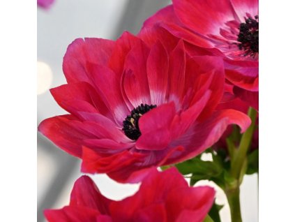 sasanka coronaria Mistral Magenta 1