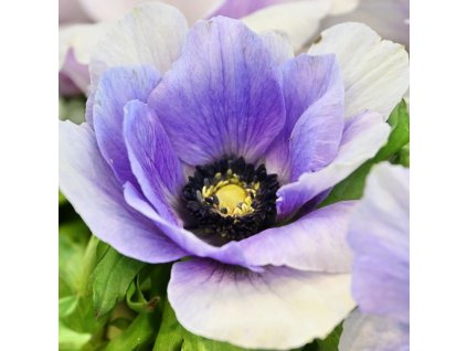 sasanka coronaria Mistral Plus Azzurro 1