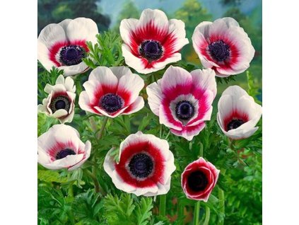 sasanka coronaria Duet 3