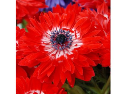 sasanka coronaria Governot 3