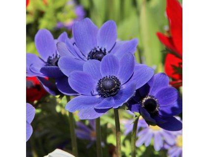 sasanka coronaria Mr Fokker 1