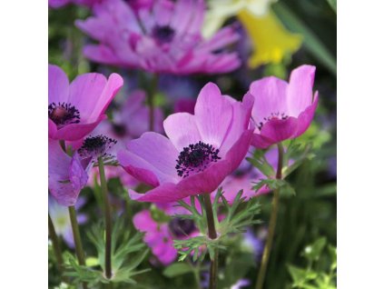 sasanka coronaria Sylphide