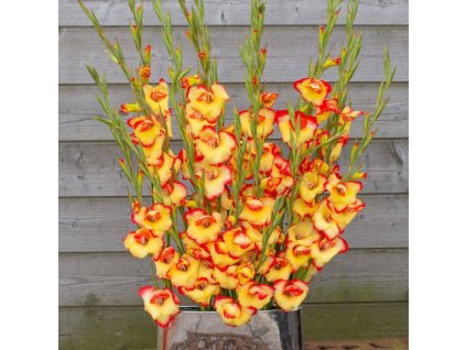 primulinus LasVegas 2