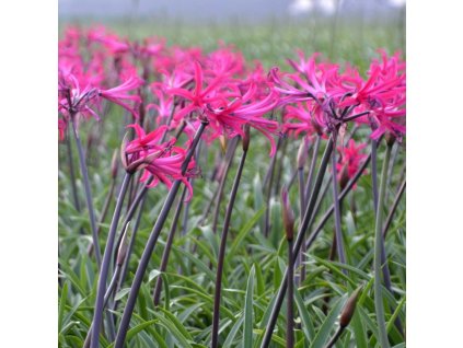 amarine belladiva Tomoko 1