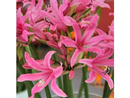 amarine belladiva Aphrodite