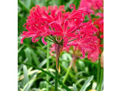 Nerine bowdenii Pearls of Cherry 1