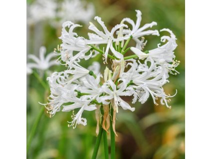 Nerine bowdenii Like a Virgin 1