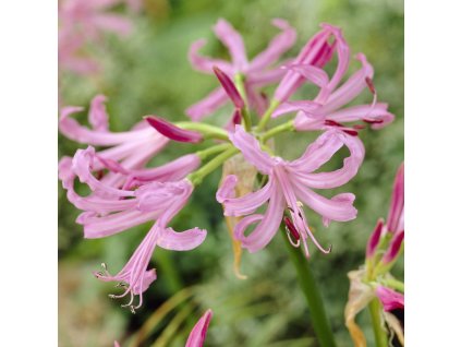Nerine bowdenii