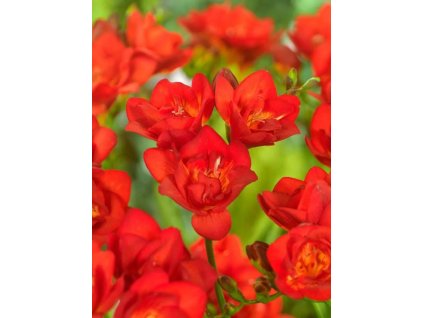 plnokvětá červená