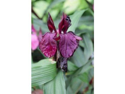 Roscoea Paul Bygrave's Hybrids 1