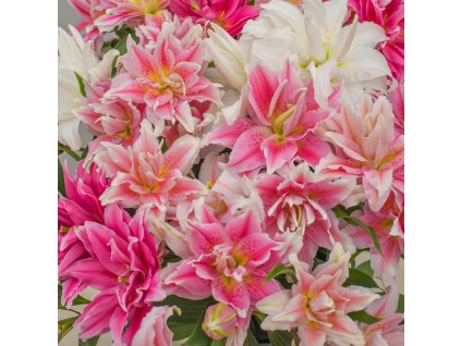 roselily mix 1200a