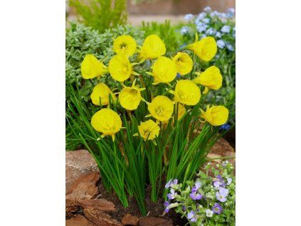 Bulbocodium Golden Bells 1