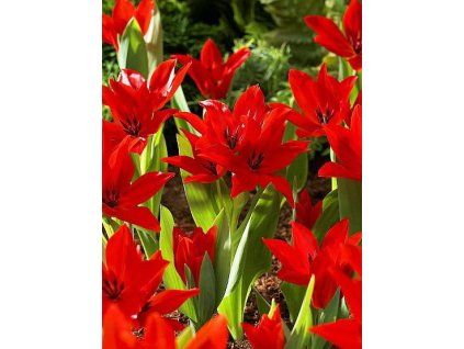 Praestans Zwanenburg