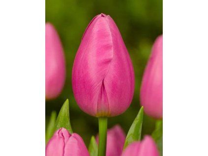Jumbo Pink 1