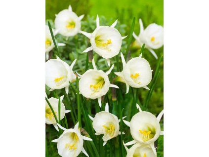 Bulbocodium Arctic Bells 1