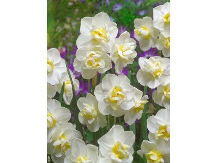 White Cheerfulness 1