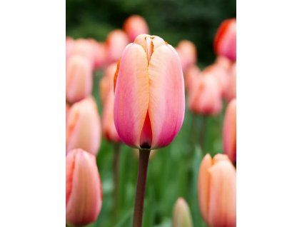 Apricot Impression 1