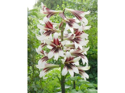 Cardiocrinum6