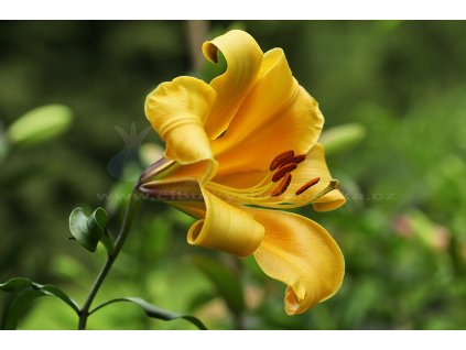 GoldenSplendourlilieIMG 9024copy