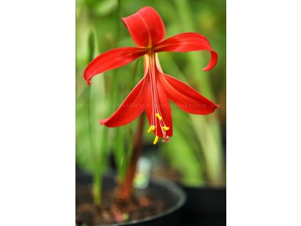 Jakubská lilie Sprekelia formossisima 1 ks