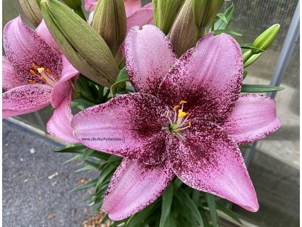 Sweet Sugar 001 copy