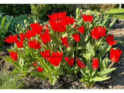 Praestans Zwanenburg 004 copy