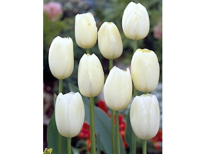 White Proud