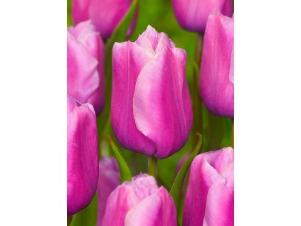 Holland Beauty2