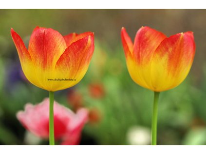 Tulipán Suncatcher 10 ks