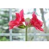 PinkSurprise111