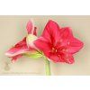 PinkSurprise113