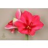 PinkSurprise114