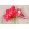 PinkSurprise115