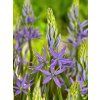 leichtlinii Caerulea 5