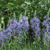 leichtlinii Caerulea 2
