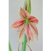 Amarylka Exotic Star 1 ks