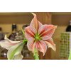 Amarylka Exotic Star 1 ks