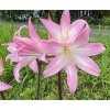 Amaryllis belladonna Azory 013 copy