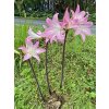 Amaryllis belladonna Azory 011 copy